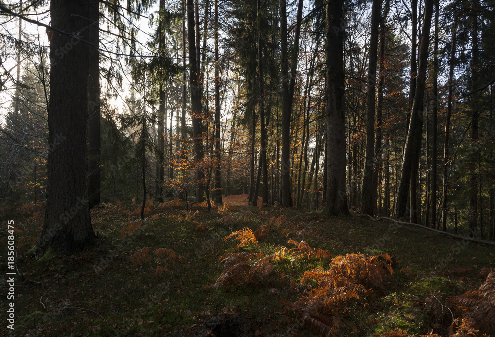 Fototapeta premium Wald in Kärnten