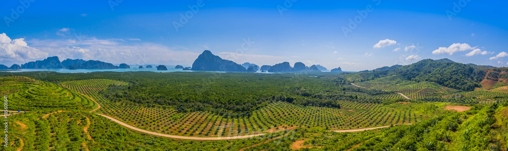 Obraz premium The big mountain is cut make a floor to grow palm trees.