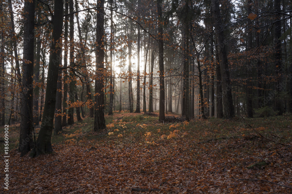 Obraz premium Wald in Kärnten