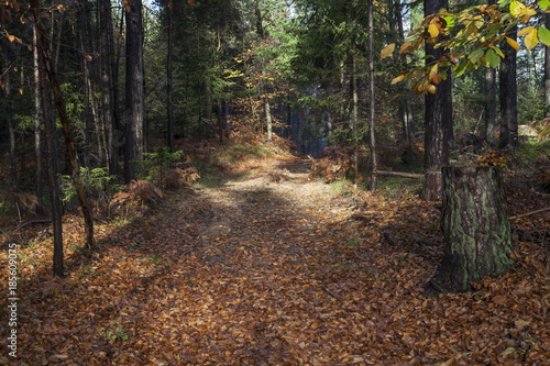 Wald in Kärnten