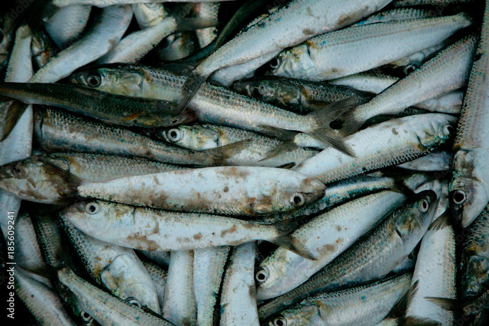 Fresh catch of valuable dietary fish of sardines. Right on the beach, even in the sand. Fresh catch of valuable dietary fish of sardines. Right on the beach, even in the sand.