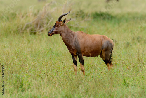 Topi (scientific name: Damaliscus lunatus jimela or "Nyamera" in Swaheli) in the Serengeti/Tarangire, Lake Manyara, Ngorogoro National park, Tanzania