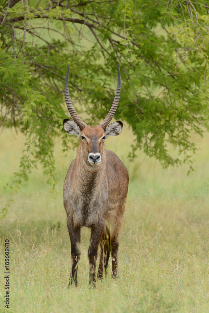 Fototapeta premium Closeup of Waterbuck (scientific name: Kobus ellipsiprymnus, or 