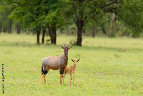 Fe male Topi with her young  scientific name  Damaliscus lunatus jimela or  Nyamera  in Swaheli  in the Serengeti National park  Tanzania