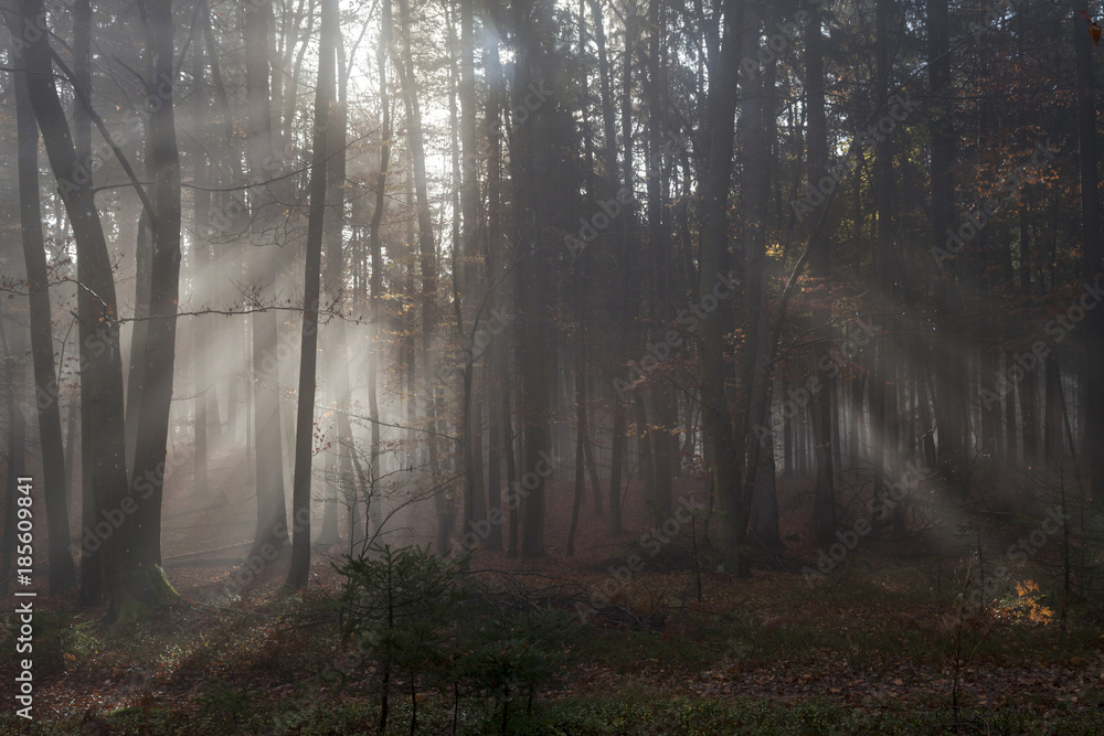 Fototapeta premium Wald in Kärnten