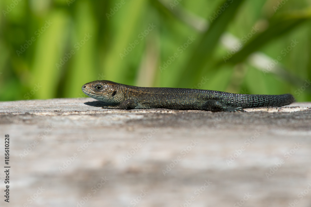 Viviparous Lizard (Zootoca vivipara)/Tiny juvenile Common Lizard basking on smooth wooden log