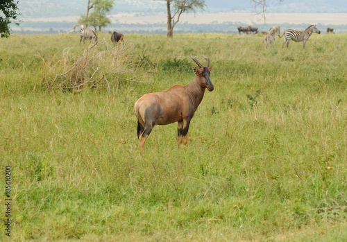 Topi  scientific name  Damaliscus lunatus jimela or  Nyamera  in Swaheli  taken on Safari located in the Serengeti National park  Tanzania