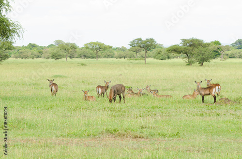 Herd of Waterbuck image taken on Safari in the Serengeti National park, Tanzania
