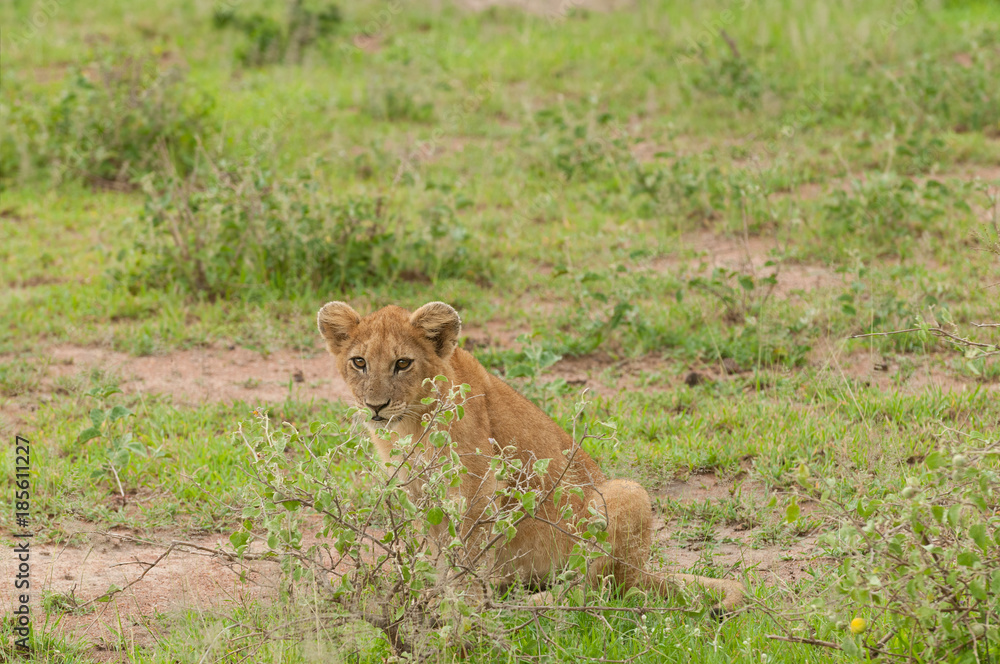 Closeup of a Lion cubs taken on Safari located in the Serengeti National park, Tanzania Closeup of a Lion cubs taken on Safari located in the Serengeti National park, Tanzania