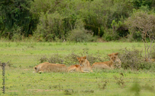 Lion pride resting (scientific name: Panthera leo, or "Simba" in Swaheli) in the Serengeti National park, Tanzania