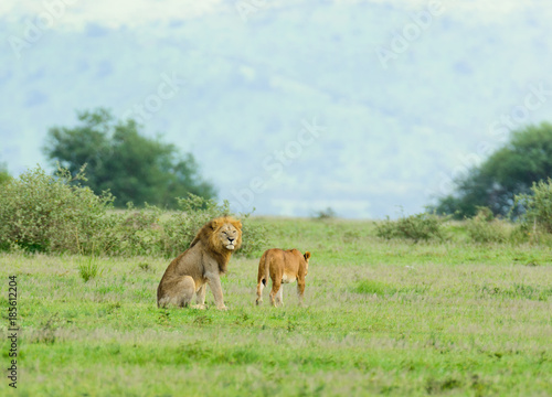Male & female Lion (scientific name: Panthera leo, or "Simba" in Swaheli) in the Serengeti National park, Tanzania