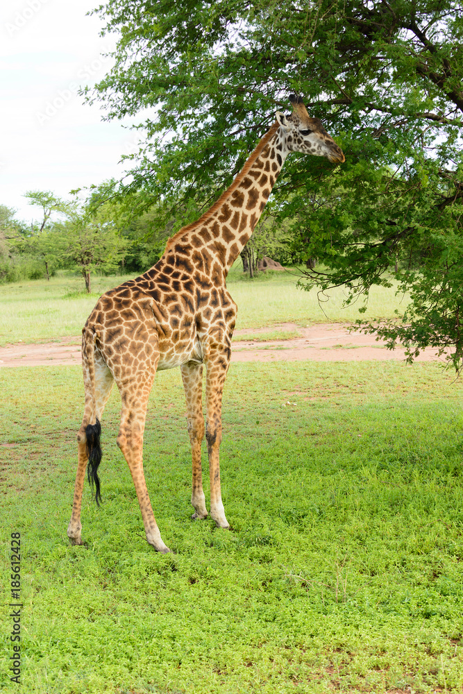 Closeup of Masai Giraffe (scientific name: Giraffa camelopardalis tippelskirchi or Closeup of Masai Giraffe (scientific name: Giraffa camelopardalis tippelskirchi or