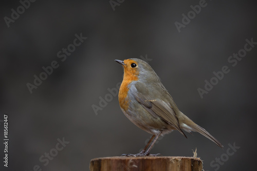 Rouge-gorge de profil 