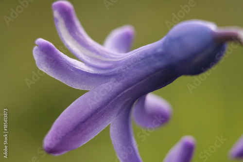 purple flower macro