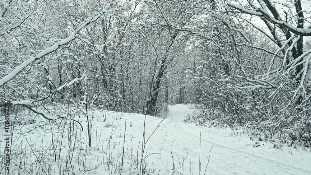 Winter forest after a snowfall. Trees and plants covered with snow. Winter forest after a snowfall. Trees and plants covered with snow.