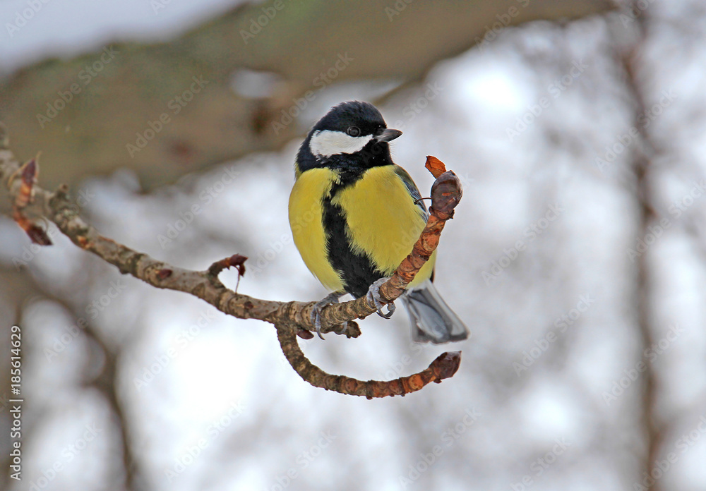 Naklejka premium the titmouse has a rest on a branch