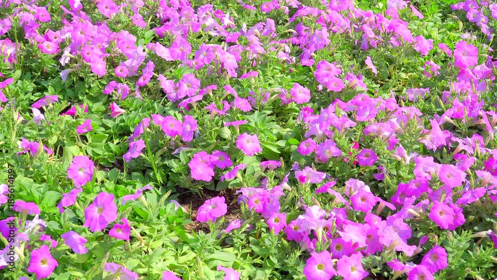 Petunia flowers garden Petunia flowers garden