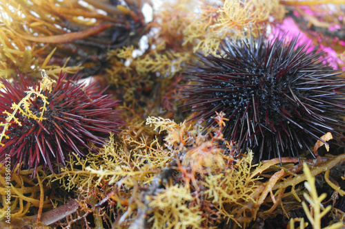 sea urchin2 © Chemistart