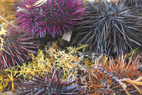 Sea Urchin