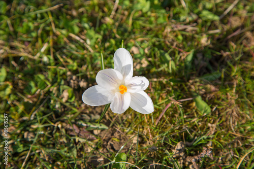 Fototapeta Naklejka Na Ścianę i Meble -  prächtige farbenfrohe Frühlingsboten: Krokusse