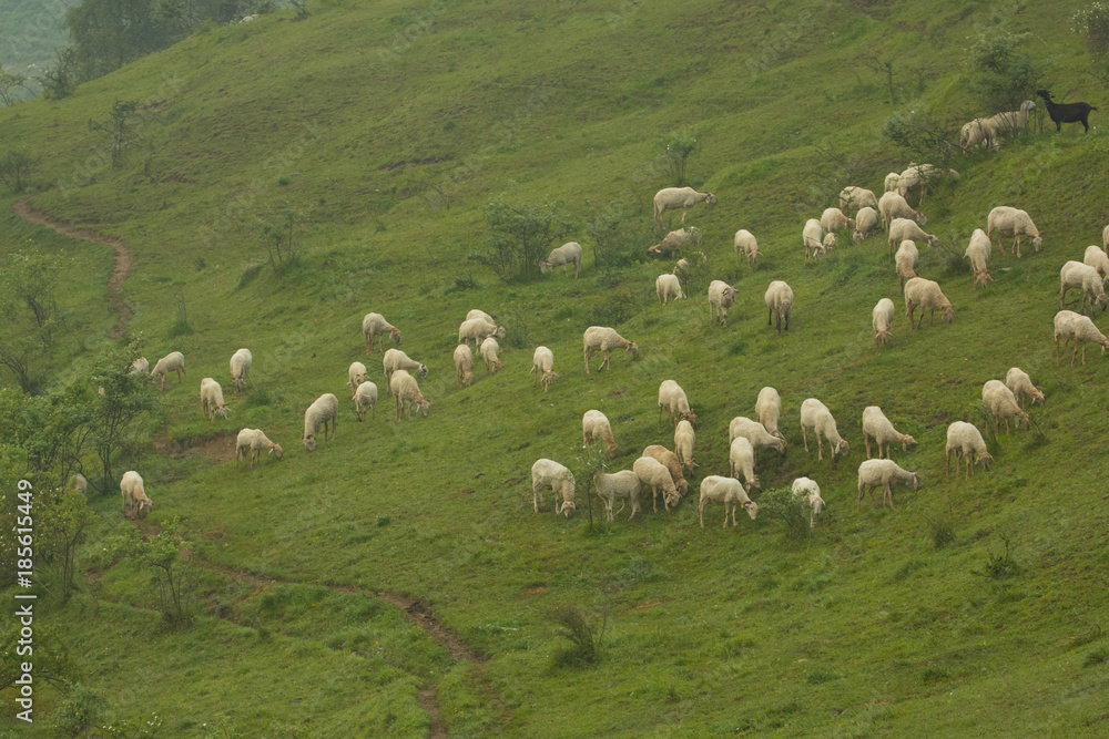 Pecore al pascolo