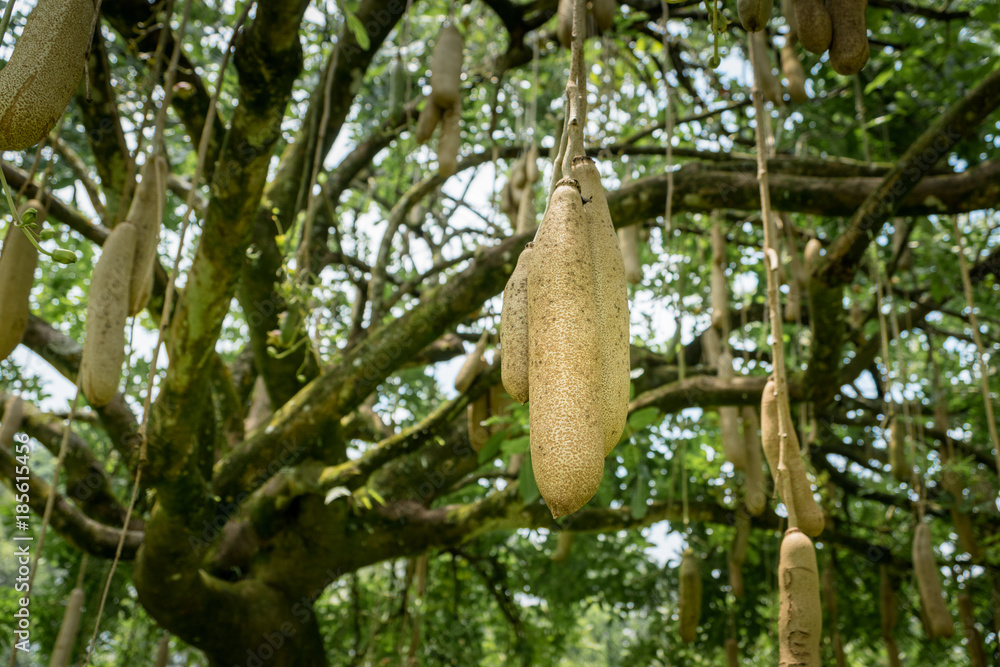 sausage tree (Kigelia africana) fruits hanging in tree. Stock Photo ...