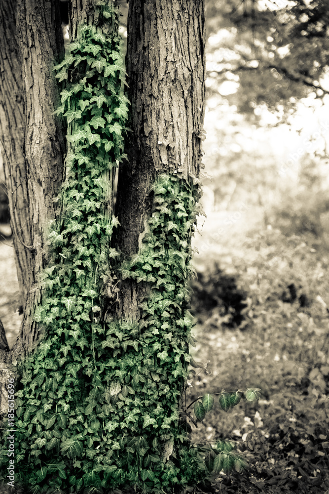 Obraz premium Nature image of creeping ivy on bark of a tree