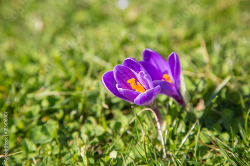 Fototapeta Naklejka Na Ścianę i Meble -  prächtige farbenfrohe Frühlingsboten: Krokusse