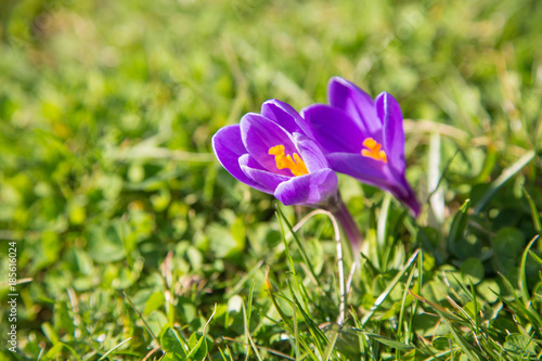 Fototapeta Naklejka Na Ścianę i Meble -  prächtige farbenfrohe Frühlingsboten: Krokusse
