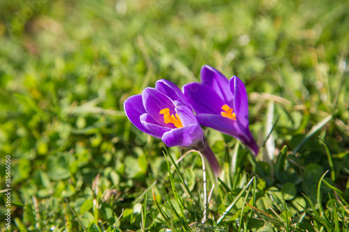 Fototapeta Naklejka Na Ścianę i Meble -  prächtige farbenfrohe Frühlingsboten: Krokusse