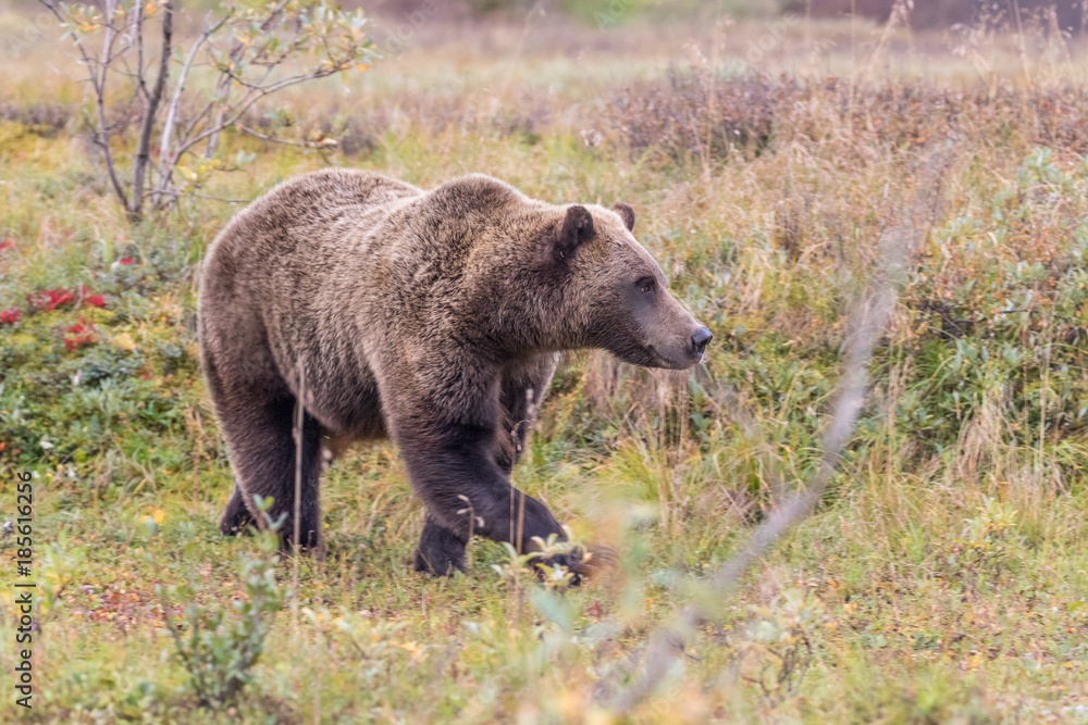 Grizzly Bear in Denali National Park Alaska in Fall