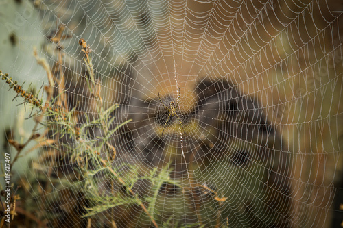 Spider web close up