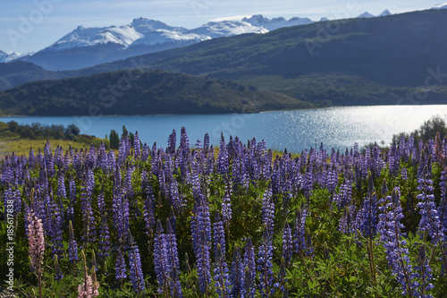 Spring in Patagonia. Lupins flowering on the shore of Lago General Carrera in Northern Patagonia, Chile.