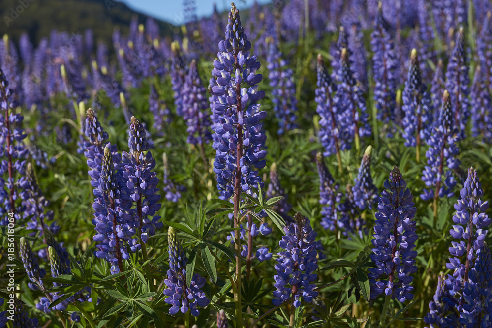 Obraz premium Spring in Patagonia. Lupins flowering on the banks of the Rio el Canal along the Carretera Austral in southern Chile.