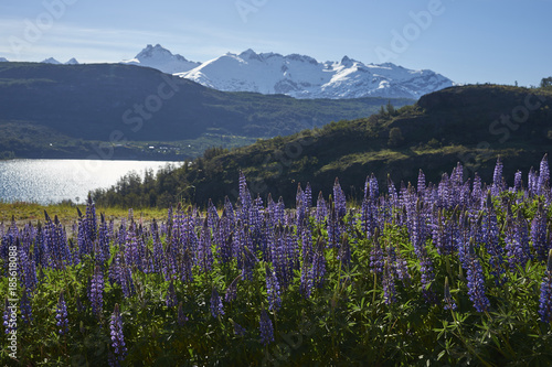 Spring in Patagonia. Lupins flowering on the shore of Lago General Carrera in Northern Patagonia, Chile.