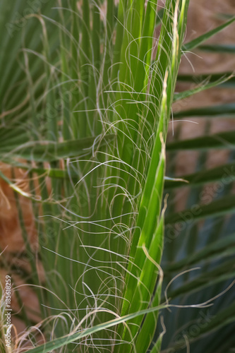 Palm