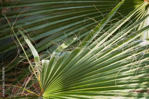 Palm
