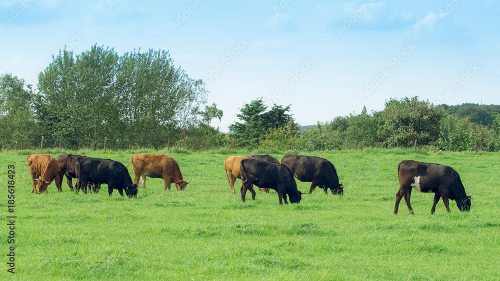 Herd of cows. Cows on the field