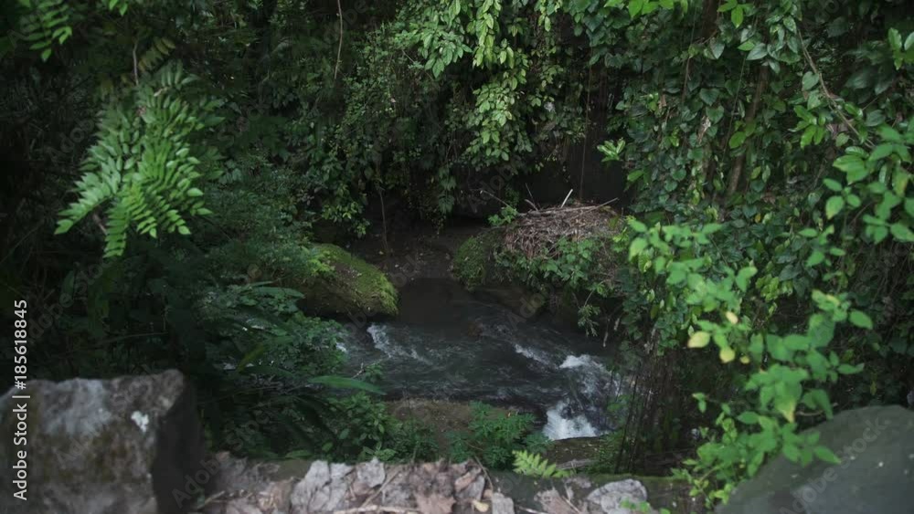 River in natural jungle. Rainforest in Bali Indonesia River in natural jungle. Rainforest in Bali Indonesia