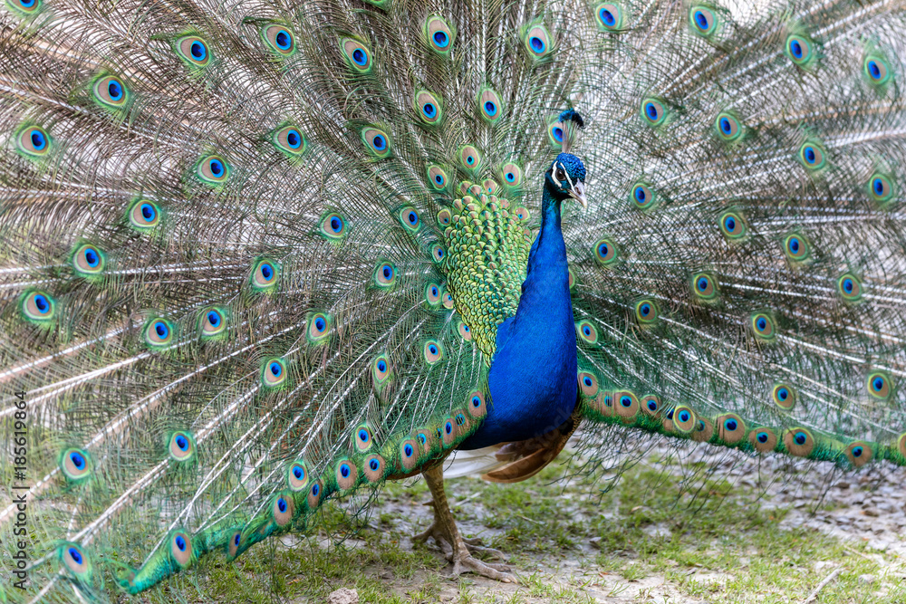 Obraz premium Der stolze Pfau