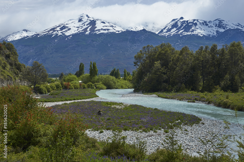 Spring in Patagonia. Lupins flowering on the banks of the Rio el Canal along the Carretera Austral in southern Chile.
