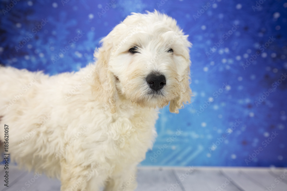 Labradoodle with snowflake background