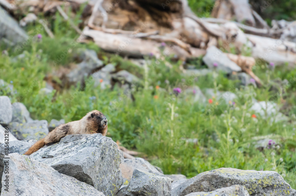 Marmot Rests on Boulders Marmot Rests on Boulders
