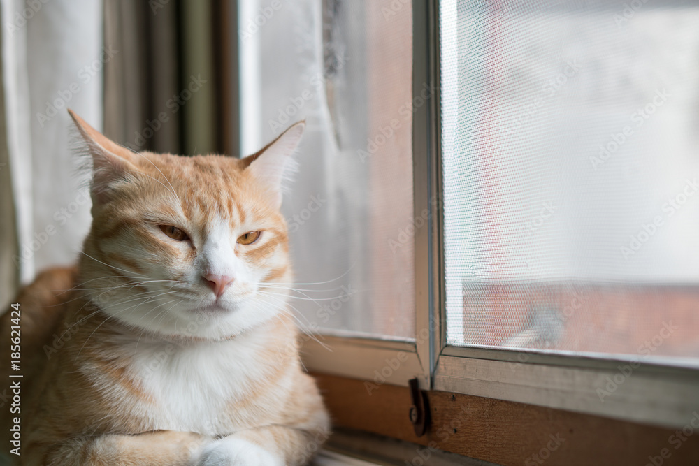 Orange cat sitting at home window.