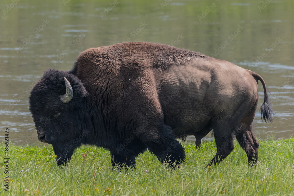 Medium Shot of American Bison Medium Shot of American Bison