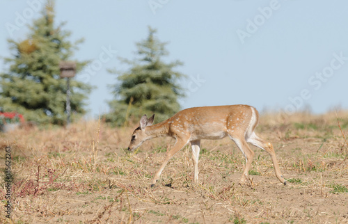 Young Whitetail fawn (odocoilus virginianus)