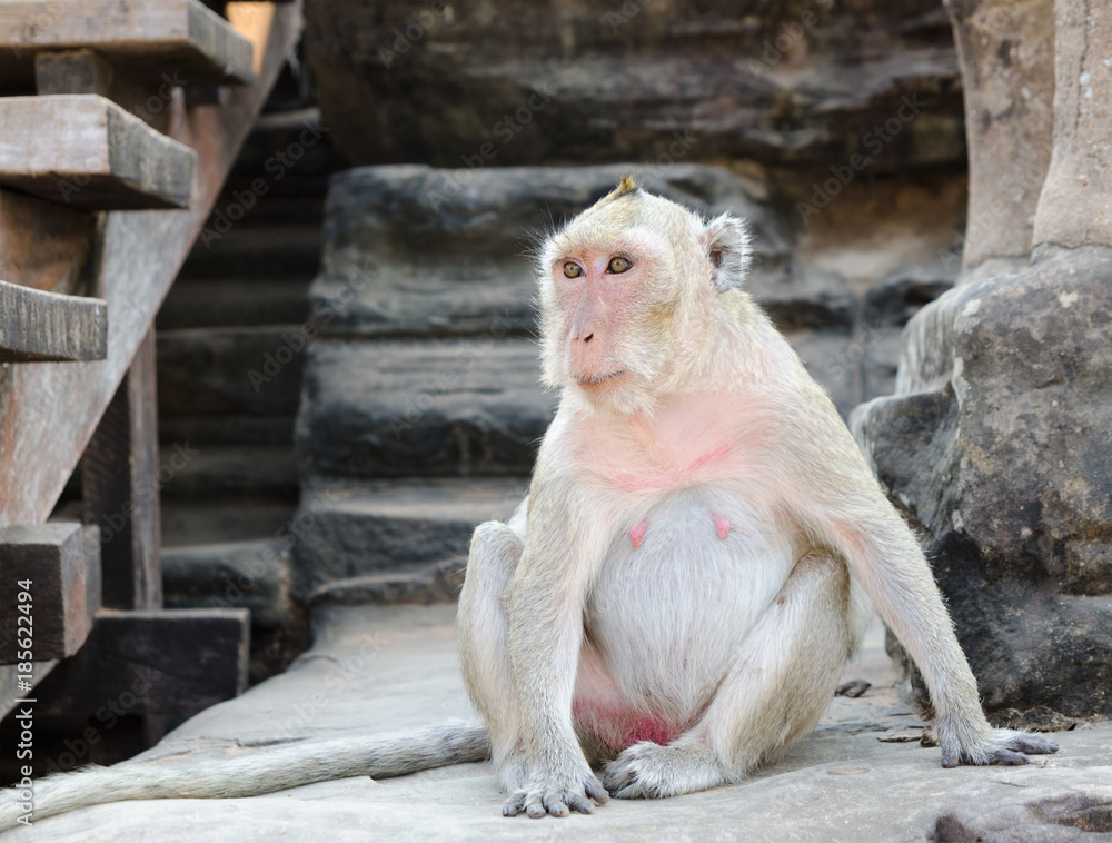 monkey at Angkor