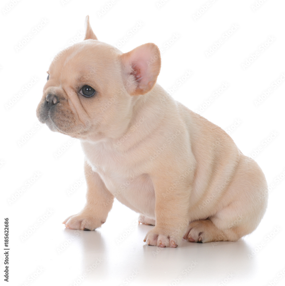 french bulldog puppy