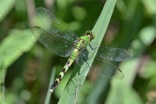 common green darner dragonfly Anax junius