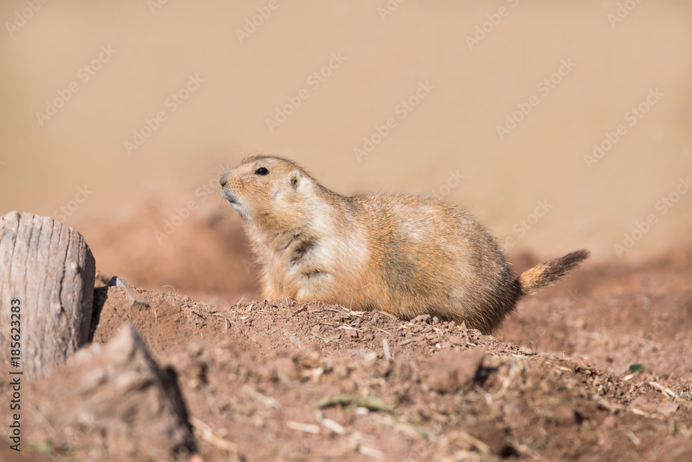 Black-tailed prairie dog on mound of dirt Black-tailed prairie dog on mound of dirt